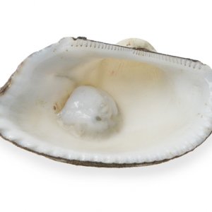 white clam 01664