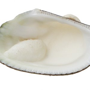 white clam 01665