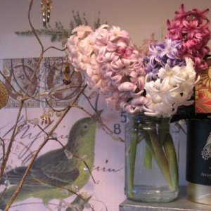 hyacinths from the garden