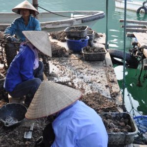 harvesting pearls