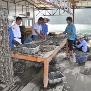 cleaning the oysters