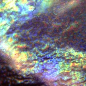 Abalone Surface