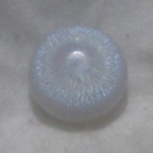 Tridacna 1.31cts