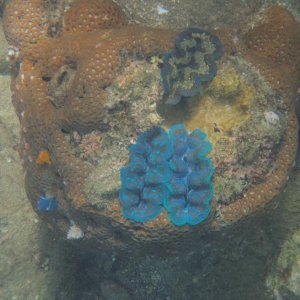 Blue Tridacna clams