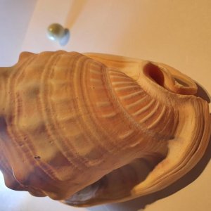 Conch snail shell.Father bring it  somewhere from  North Atlantic Ocean other side in late 80,he was a sailor in those days.