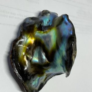 Natural Abalone Pearl from Mexico 196 carats