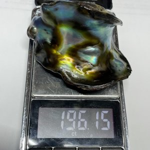 Natural Abalone Pearl from Mexico 196 carats