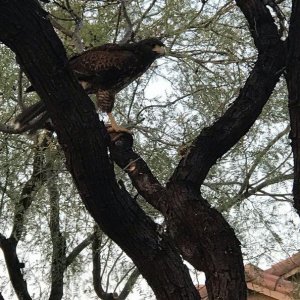 Harris Hawk in the mesquite tree of my neighbor