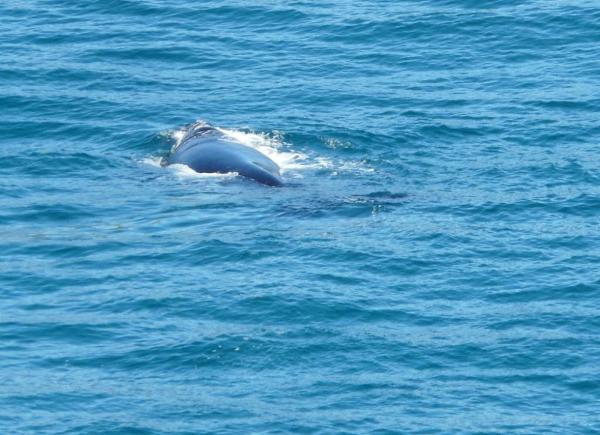 3.  This female Southern Right whale and her calf seemed to be following us - for about 5 km or so - this is at (where else?) Whale Beach!!