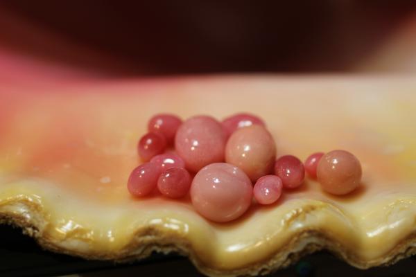 Assortment of Conch Pearls