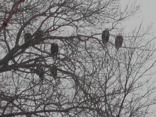 bald eagles fishing