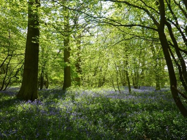 Bluebells in the woods