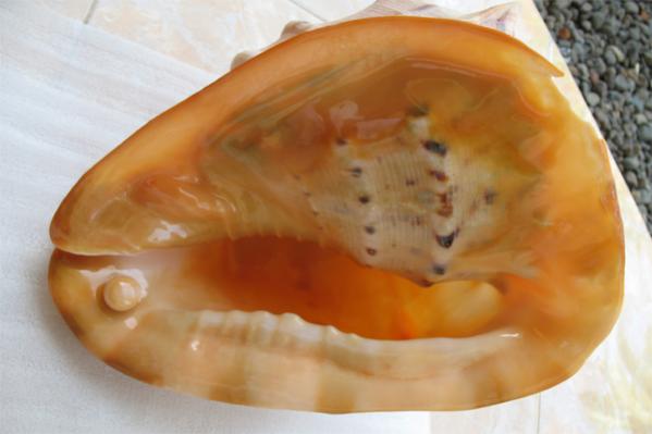 Cassis Cornuta's 42cts pearl on the shell