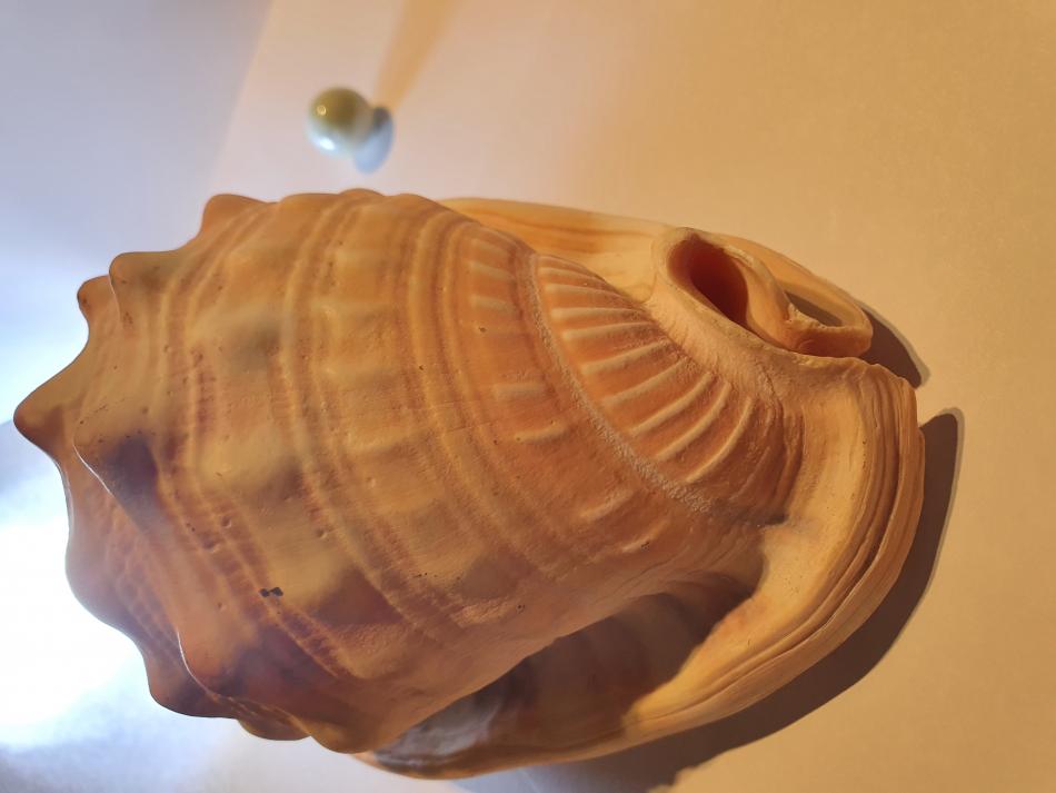 Conch snail shell.Father bring it  somewhere from  North Atlantic Ocean other side in late 80,he was a sailor in those days.