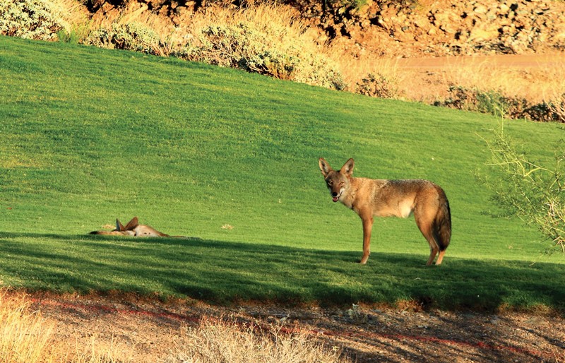 Coyotoes on the golf course
