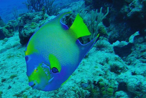 cozumel blue fish