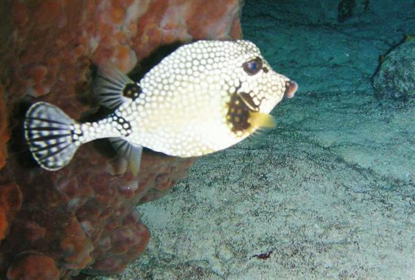 cozumel cowfish