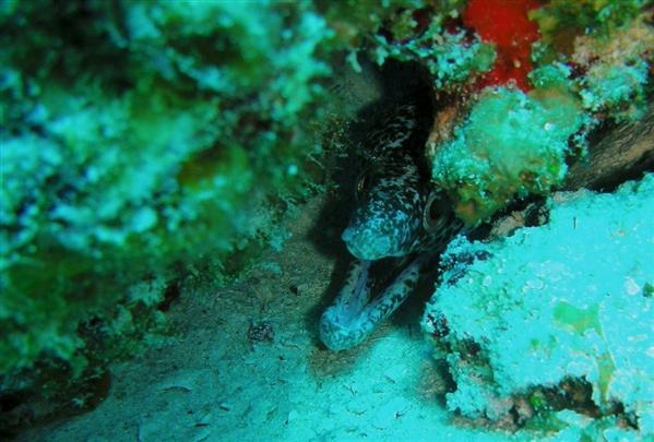 cozumel eel close