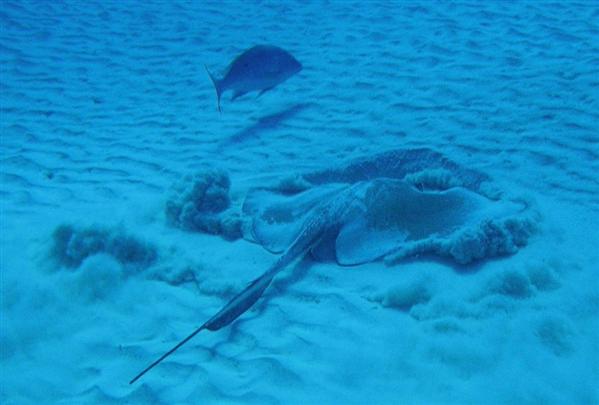 cozumel feeding ray