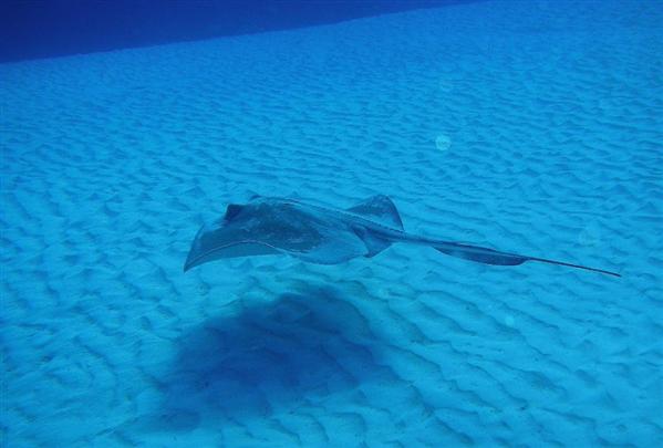 cozumel gliding ray