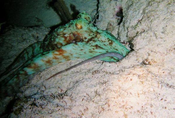 cozumel octopus hunting