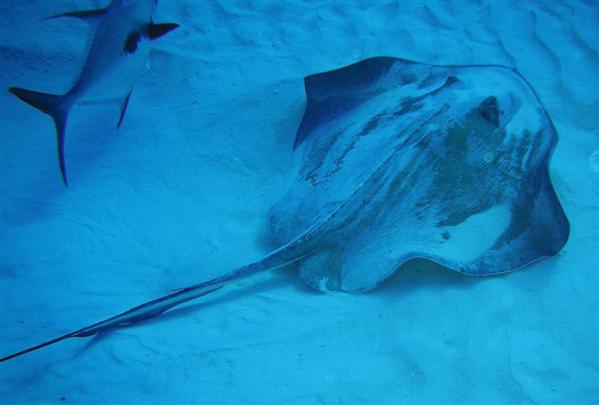 cozumel ray