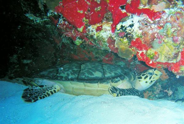 cozumel resting turtle