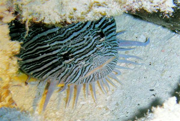 cozumel splendid toadfish