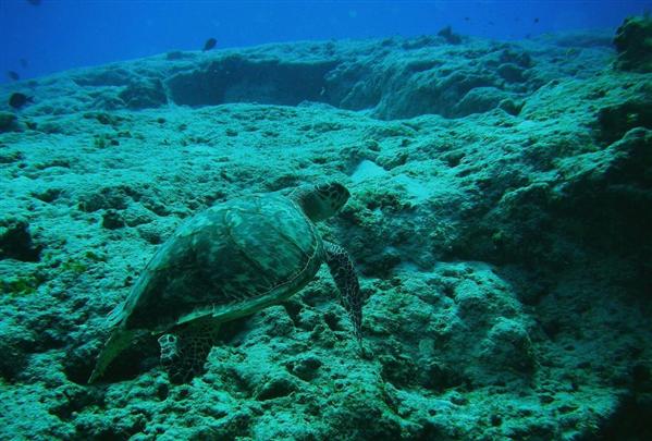 cozumel turtle swimming