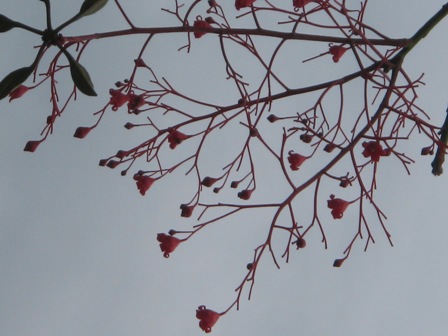 Cute flowers