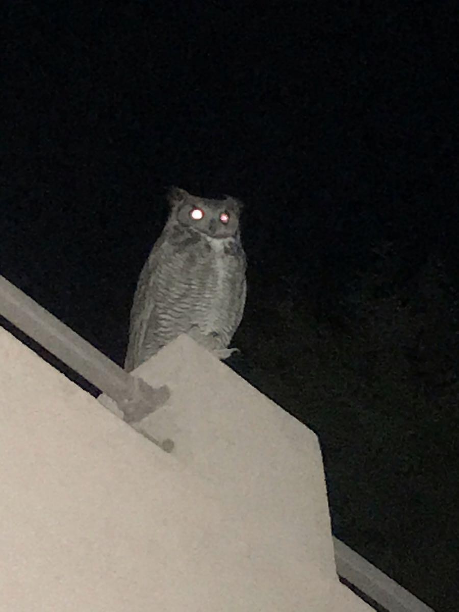 Great Horned Owl, on the top of my roof !