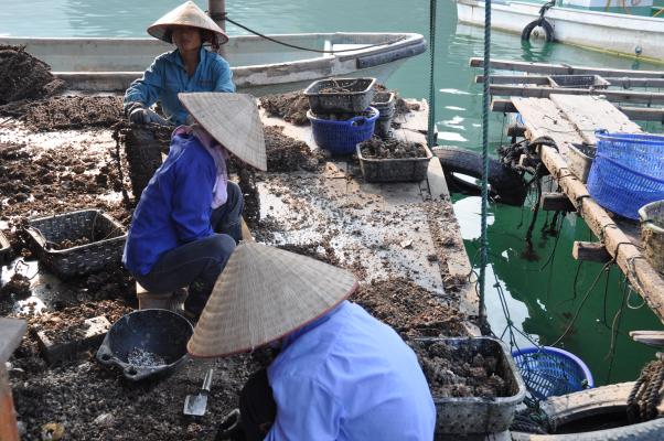 harvesting pearls