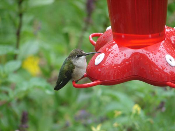 hummingbird2