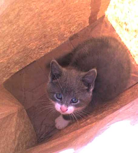 kitten in a bag