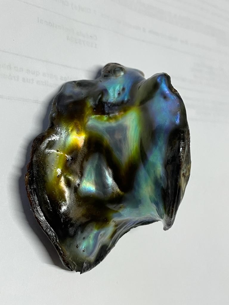 Natural Abalone Pearl from Mexico 196 carats