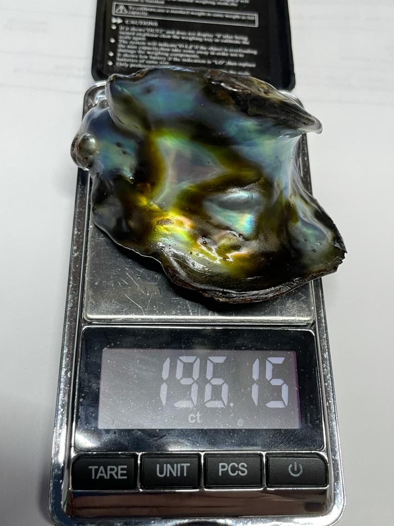 Natural Abalone Pearl from Mexico 196 carats