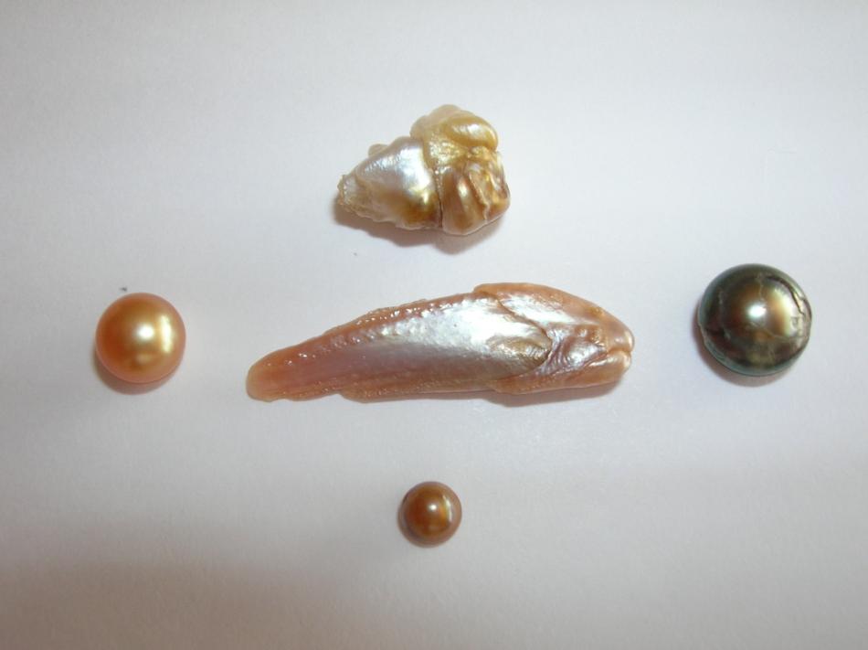 natural pearl form fish (4)