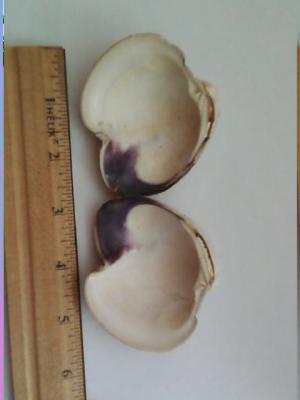 Original clam shell pearl was found inside.