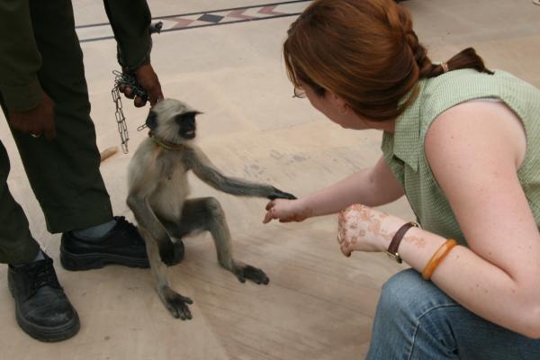 Police monkey in Agra