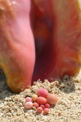 Queen Conch and collection of fine pearls