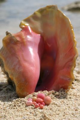 Queen Conch and collection of fine pearls