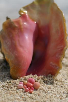 Queen Conch and collection of fine pearls