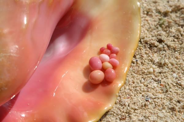 Queen Conch and collection of fine pearls