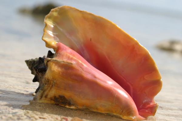 Queen Conch