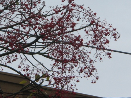 Random tree outside my place on a rainy day