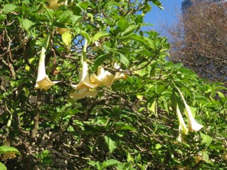 Random white trumpet like flowers.