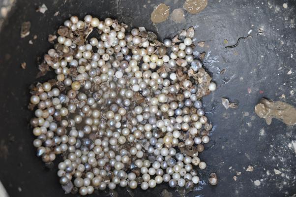 some of the harvest