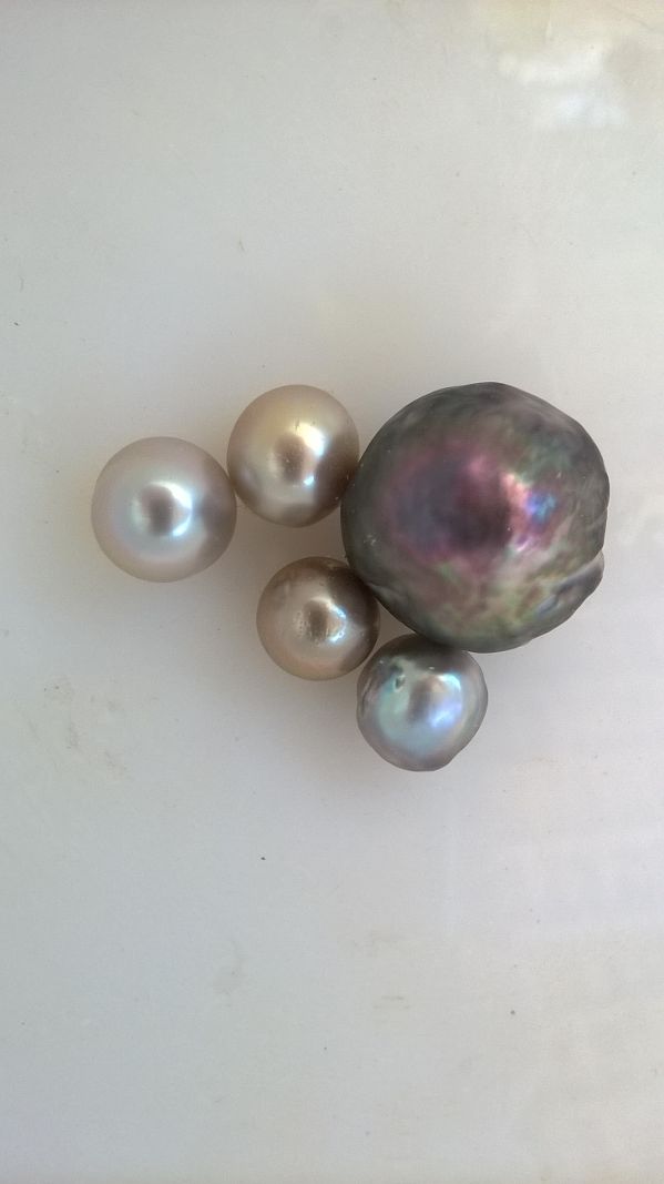 The largest Cortez Pearl ever produced. From the 2014 Harvest and made by Douglas McLaurin. The pearl is next to 9 mm Cortez Pearls.
Perla Gigante Hulk 2014 y de 9mm