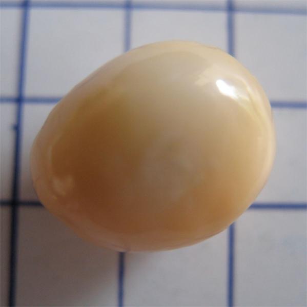 The Natural Pearl of Cassis Cornuta in 4.35cts