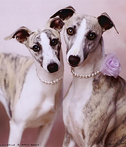 These pearly Whippet girls aren't mine but I LOVE this pic. My first Whippet was a gentle girl named Gemma and I now have a Whippet boy called Bart.